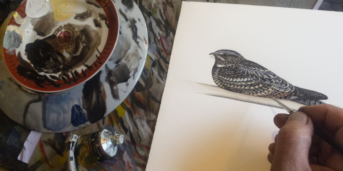 Artist Martin Thompson painting a Nightjar bird