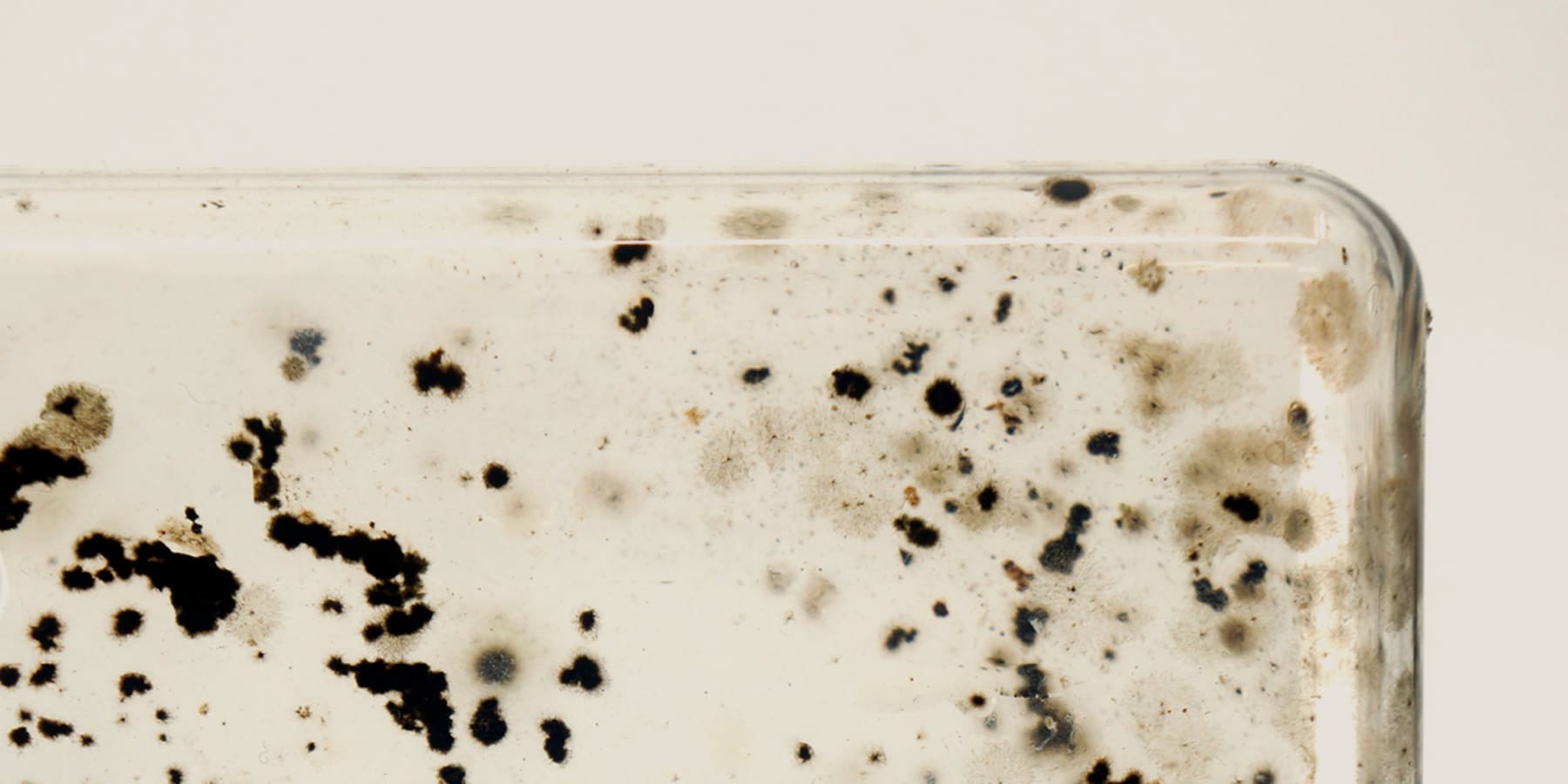 Biofilm on plastic bottle