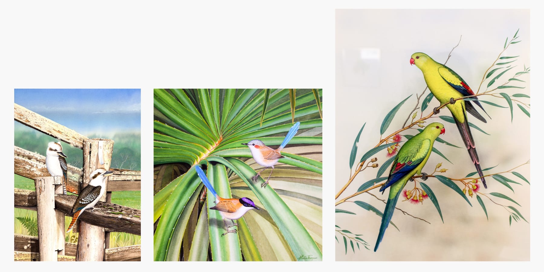 Three artworks of Australian birds painted by Martin Thompson including Kookaburras Purple Crowned Fairy Wrens, and Regent Parrots